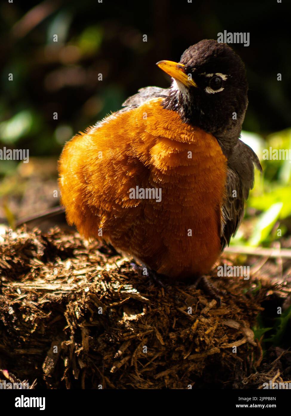 A vertical view of a cute American Robin in the outdoors Stock Photo ...
