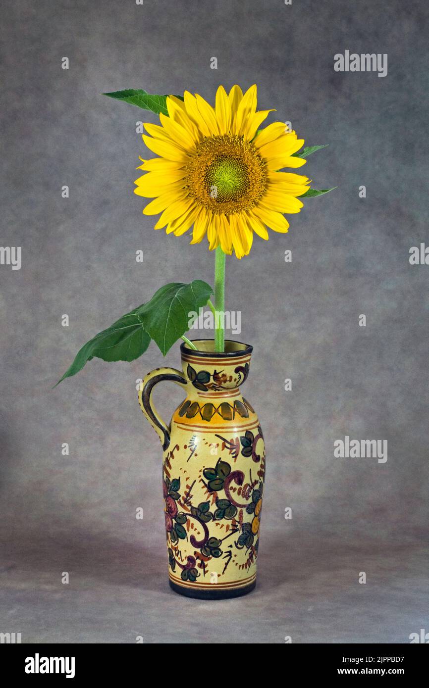 A vase of giant sunflowers on a plain background. Stock Photo
