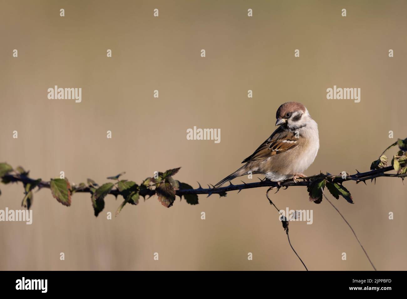 Eurasian Tree Sparrow (Passer montanus) on the perch Stock Photo