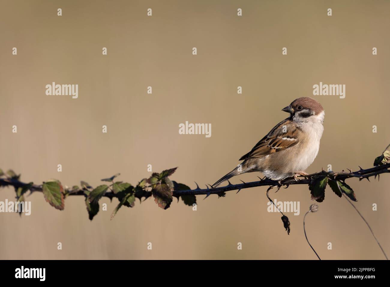 Eurasian Tree Sparrow (Passer montanus) on the perch Stock Photo