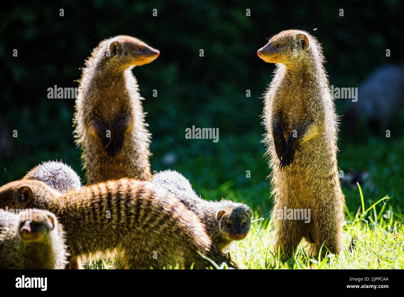 Mongoose Is A Small Terrestrial Carnivorous Mammal Belonging To The Mongoose Is A Small Terrestrial Carnivorous Mammal Belonging To The