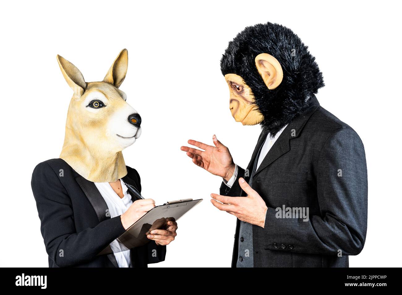 Entrepreneurs or colleagues doing business. Pen and documents on her hands, deal concept. Kangaroo and monkey masks. Isolated white background Stock Photo