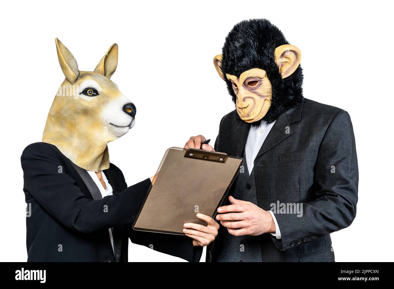 Entrepreneurs or colleagues doing business. Showing a document to sign it, deal concept. Kangaroo and monkey masks. Isolated white background Stock Photo
