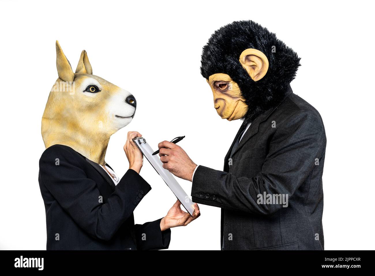 Business kangaroo woman showing a document to a business monkey man to sign it. Deal concept. Isolated white background Stock Photo