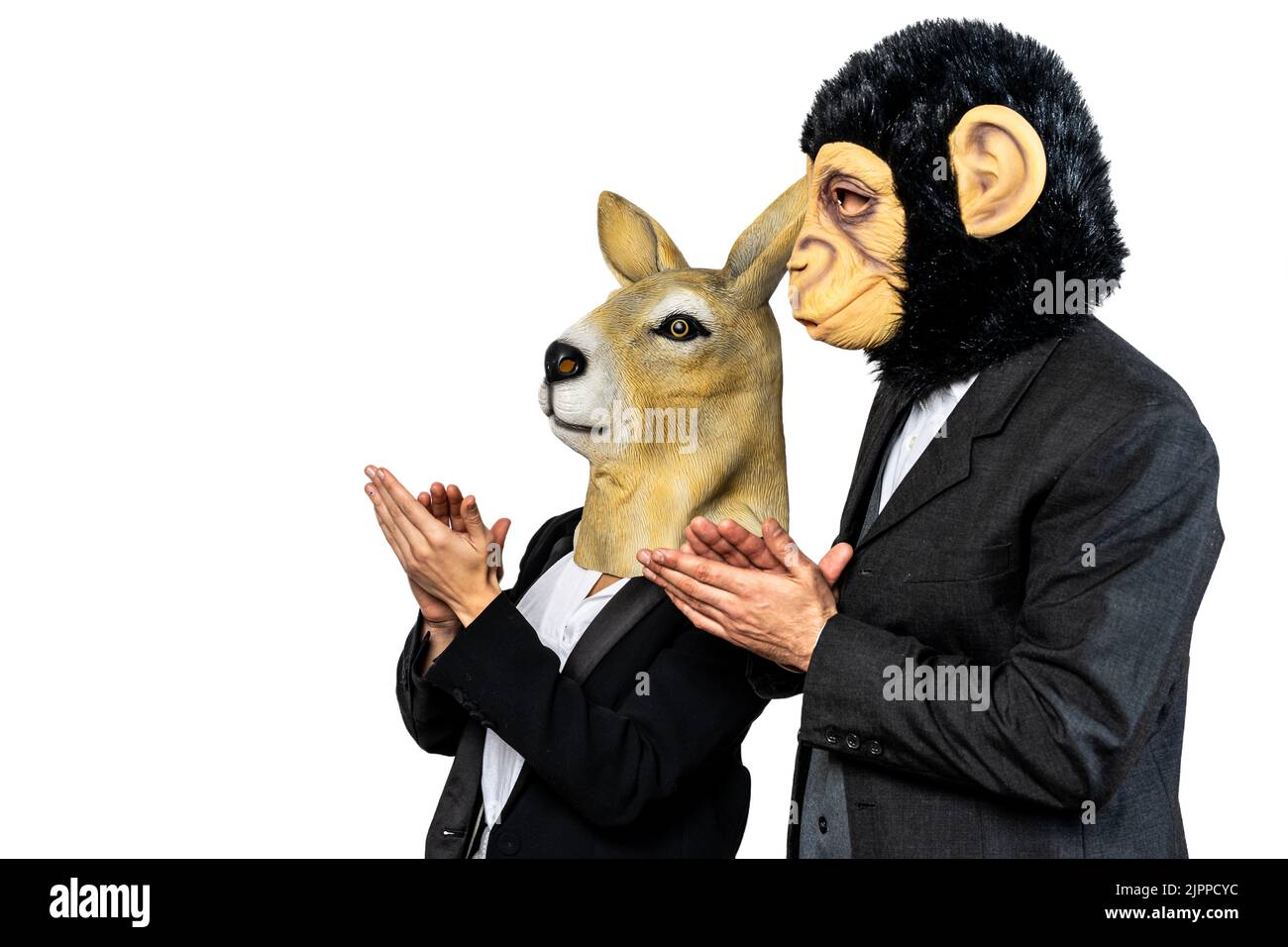 Business kangaroo woman and business monkey man clapping their hands, company talk or meeting concept. Isolated white background Stock Photo