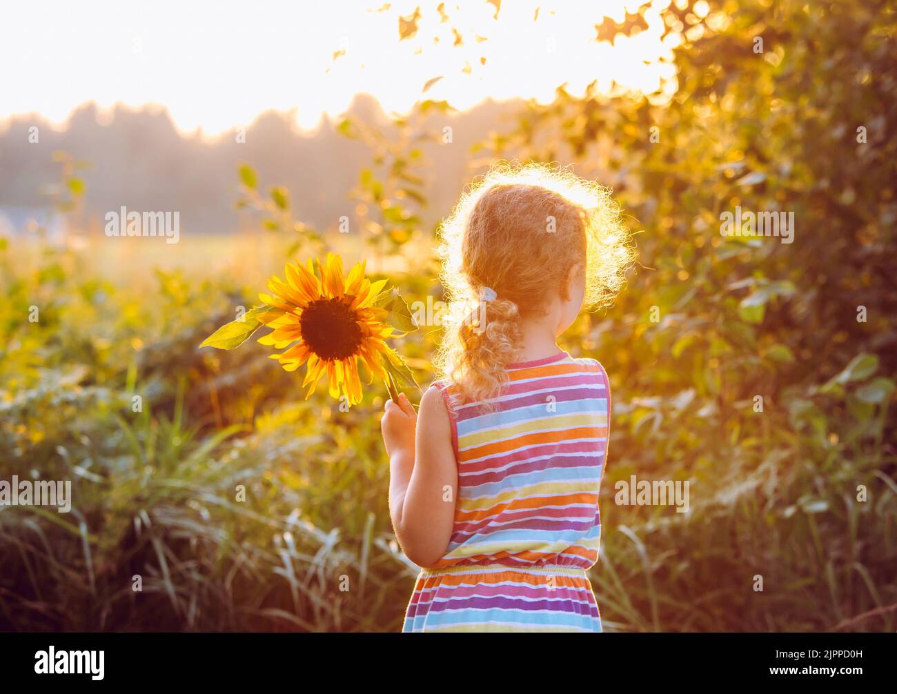Back view of unrecognizable 6 year old girl child holding a sunflower while sun is setting on golden hour on summer day. Carefree childhood concept. Stock Photo