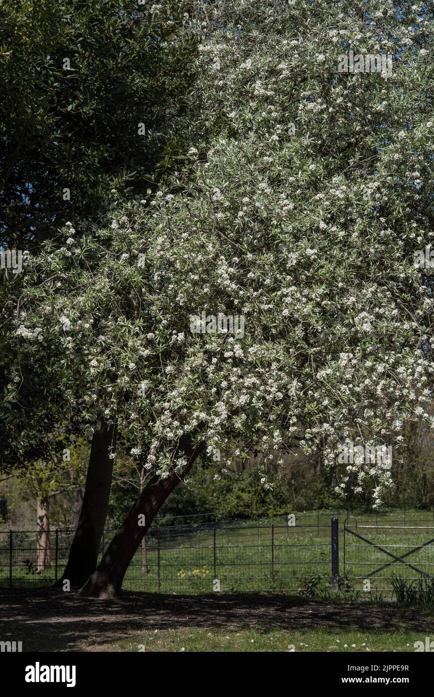 Trees / Flowers: Weeping Silver Pear Tree in Spring.- Pyrus salicifolia 'Pendula'. Stock Photo