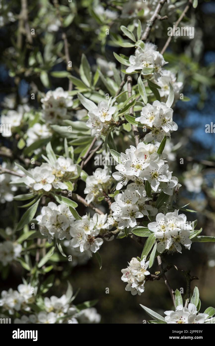Trees / Flowers: Close up of blossom of Weeping Silver Pear Tree in ...