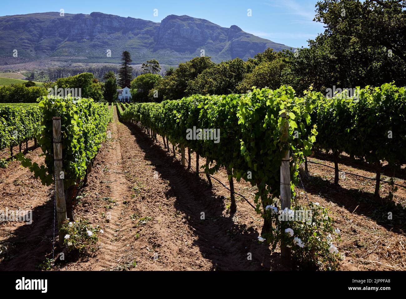 The Buitenverwachting wine estate and grapes growing in a vineyard in Constantia, South Africa