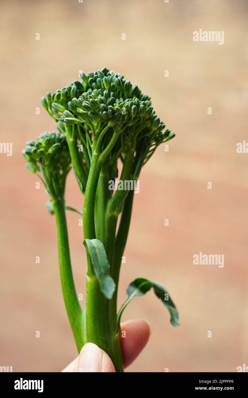 fresh green broccolini (baby broccoli) Stock Photo