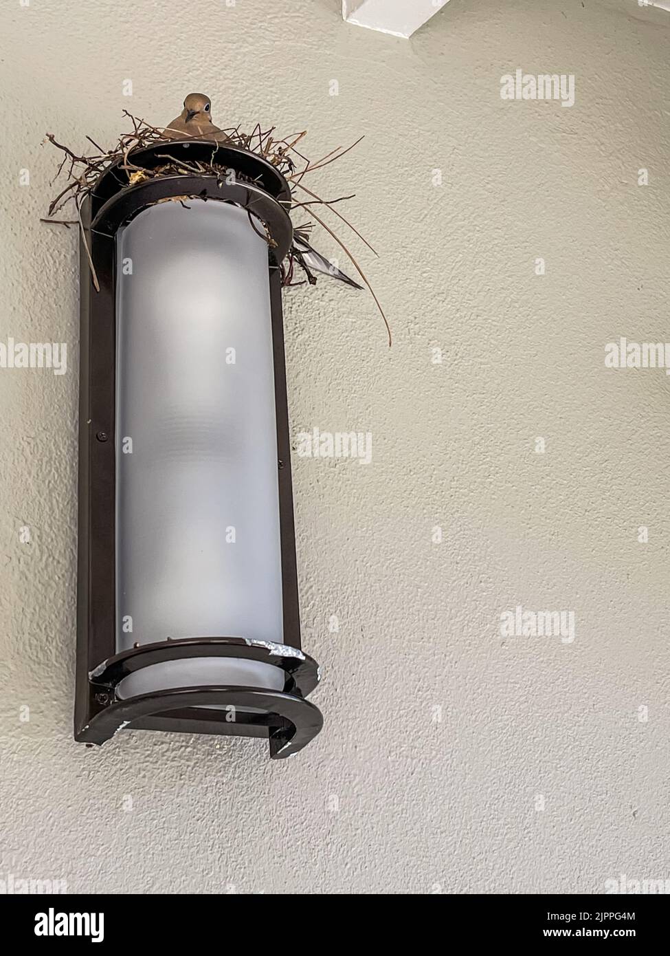A female dove sits on her eggs in a birds next atop a light fixture