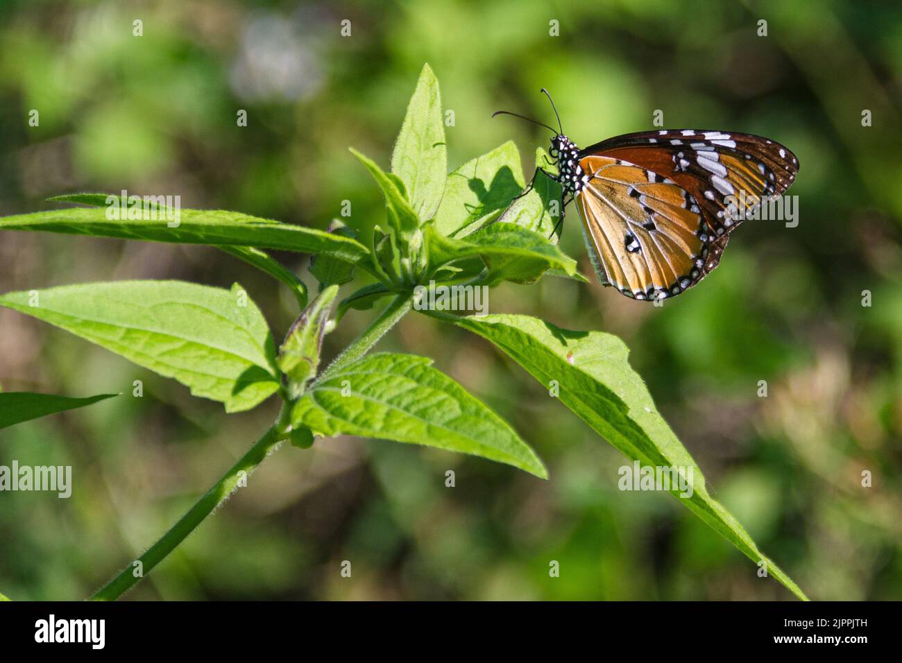 A closeup of a plain tiger butterfly (Danaus chrysippus) on a plant Stock Photo