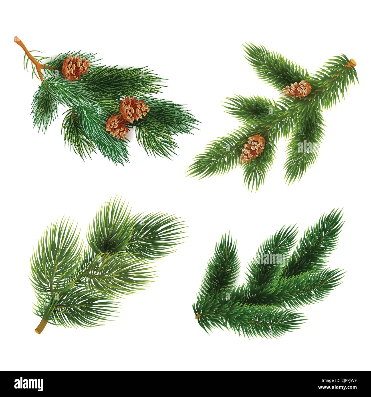 Pine tree branches with cones for chrismas decorations 4  icons set composition banner realistic abstract vector illustration Stock Vector