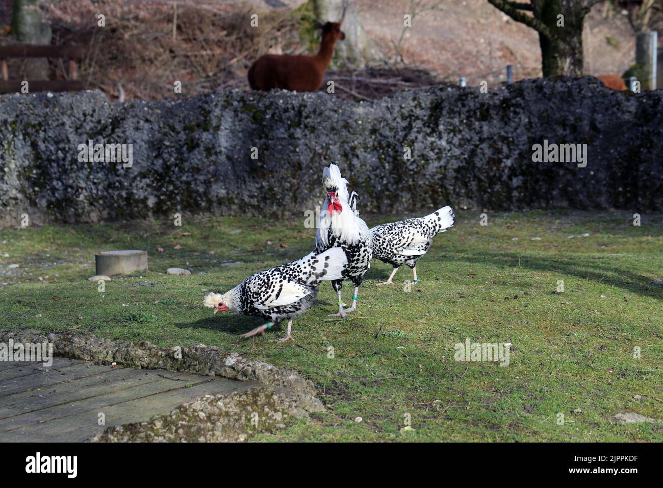 A white and black cock and a hen photographed on a green meadow in
