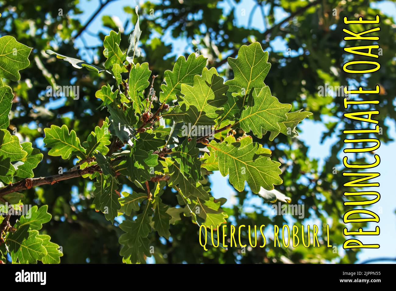 Branch of PEDUNCULATE OAK with acorns in summer. The Latin name for
