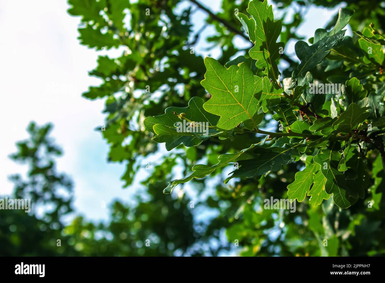 Branch of PEDUNCULATE OAK with acorns in summer. The Latin name for this tree is QUERCUS ROBUR L. Stock Photo