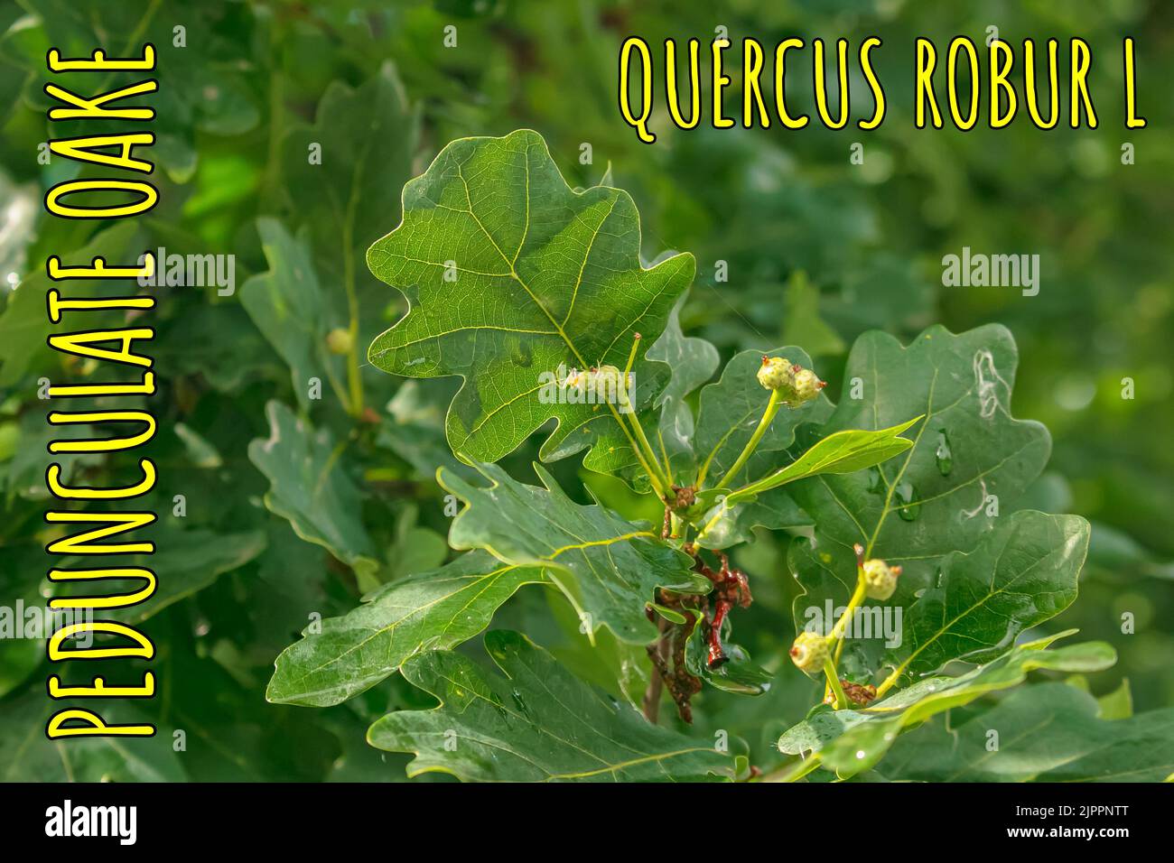 Branch of PEDUNCULATE OAK with acorns in summer. The Latin name for this tree is QUERCUS ROBUR L. Stock Photo