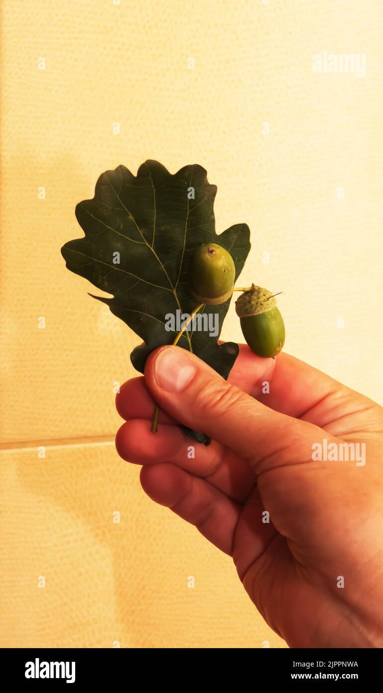Woman's hand holds leaves and acorns PEDUNCULATE OAK. The Latin name of the plant is QUERCUS ROBUR L. Stock Photo
