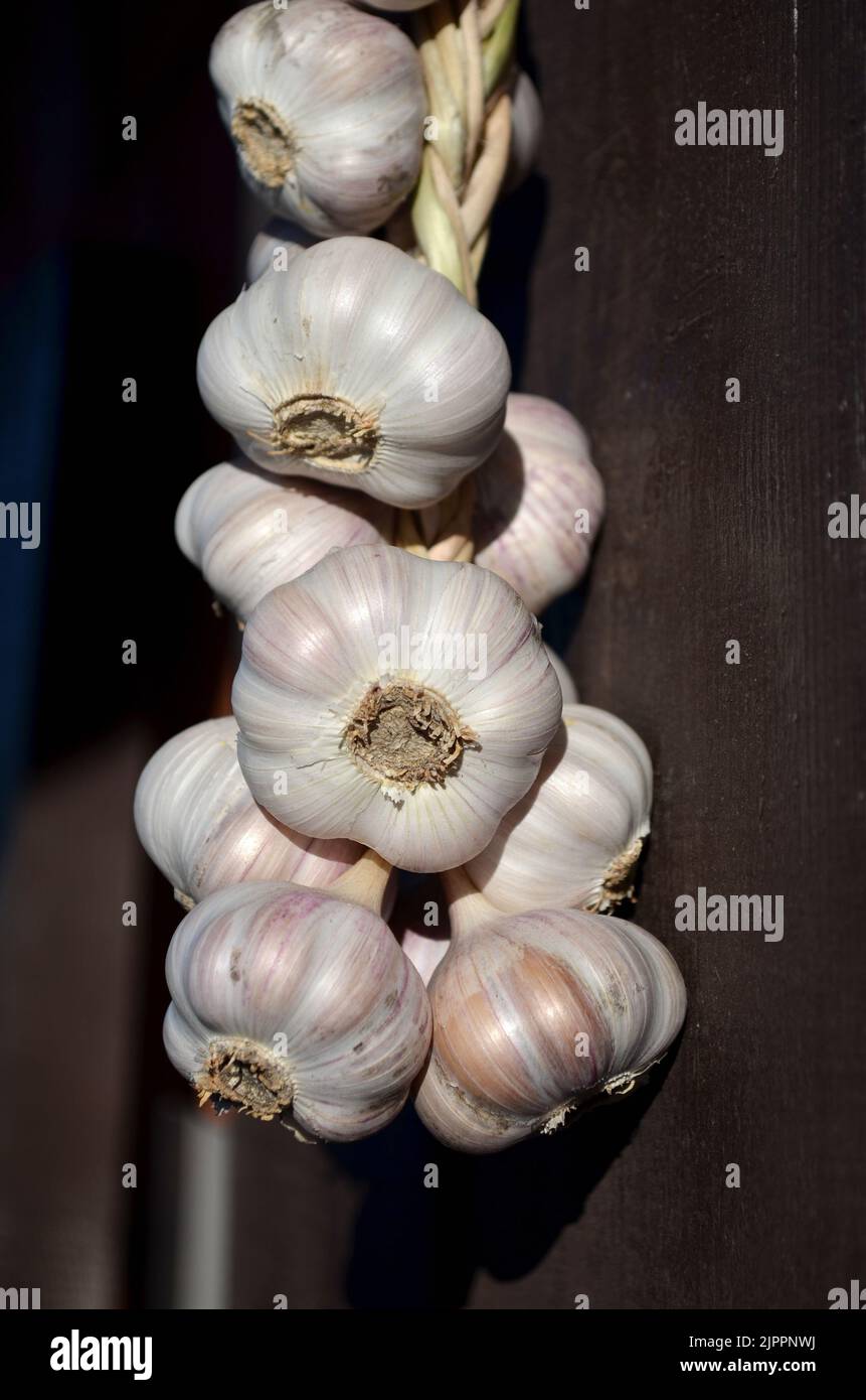 Close-up of a garlic braid on a dark wall, selective focus. The concept of organic gardening. Stock Photo
