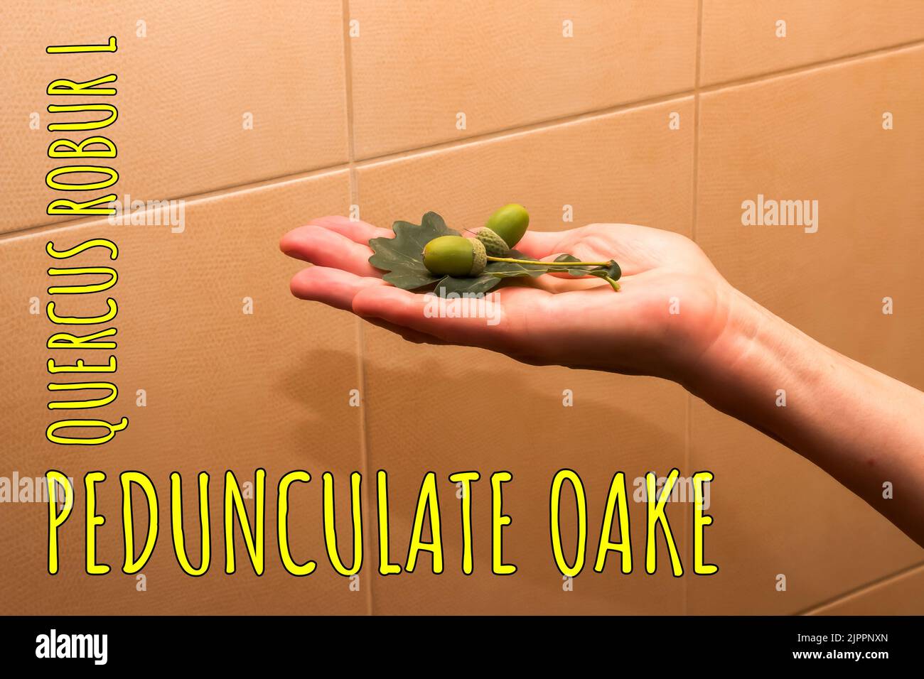 Woman's hand holds leaves and acorns PEDUNCULATE OAK. The Latin name of the plant is QUERCUS ROBUR L. Stock Photo