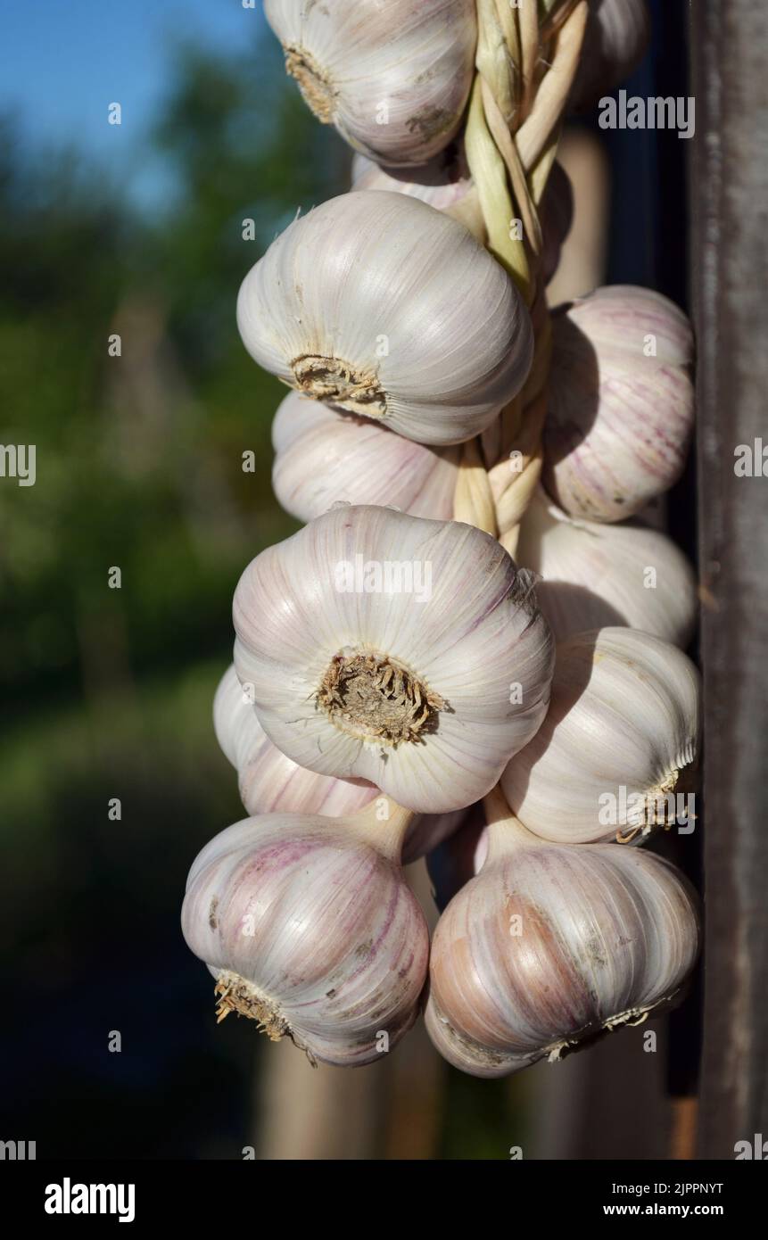 Garlic bulbs hung for storage. Concept of growing your own organic food