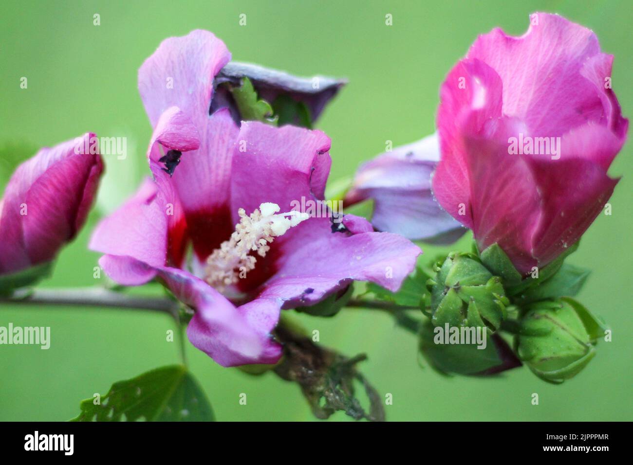 A selective focus shot of pink hibiscus in the garden Stock Photo - Alamy