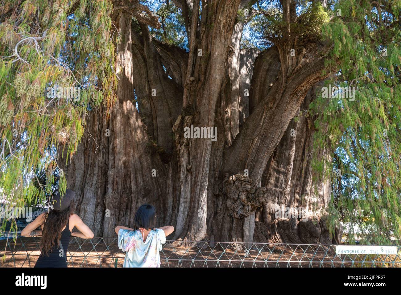 The Tule tree from Santa Maria del Tule, Mexico. The Biggest tree in Latin America is over 2000 years old Stock Photo