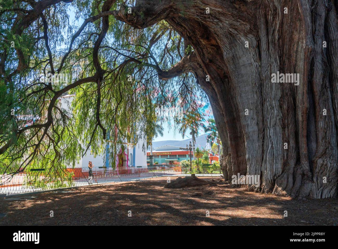 The Tule tree from Santa Maria del Tule, Mexico. The Biggest tree in Latin America is over 2000 years old Stock Photo