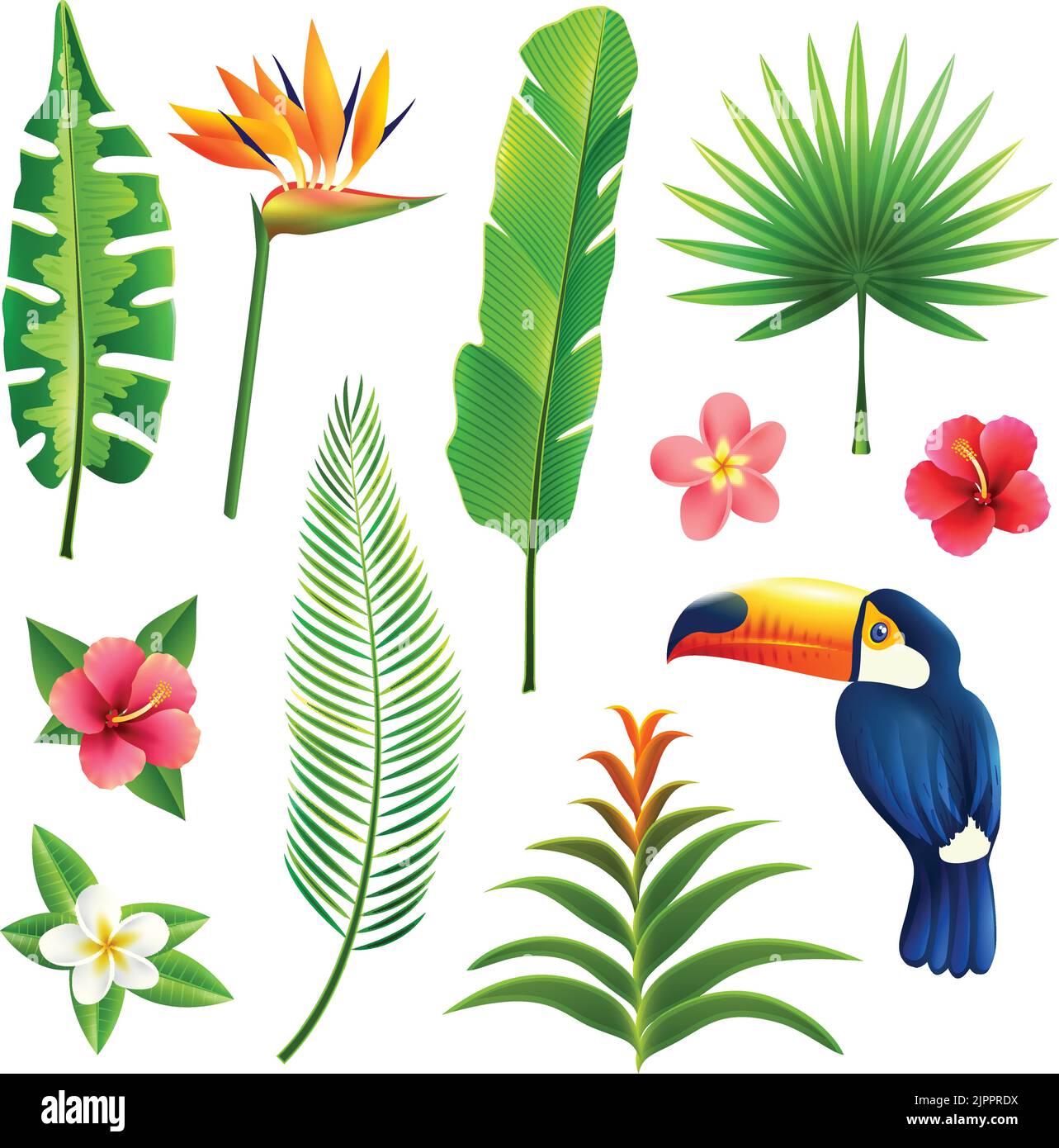 Tropical gardens  leaves and flower set with toucan bird isolated vector illustration Stock Vector