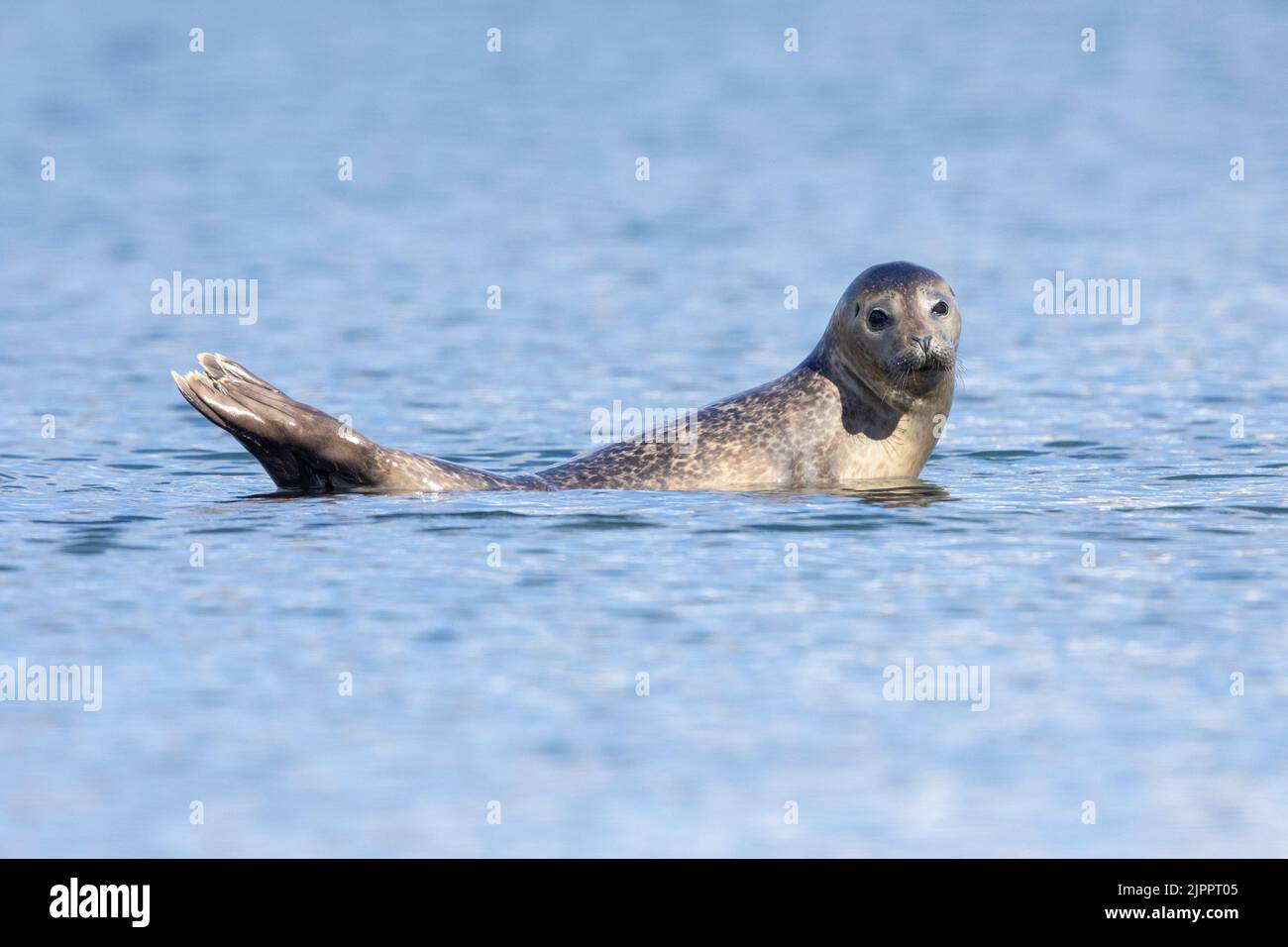 Harbour Seal (Phoca vitulina), adult resting on a rock, Southern region, Iceland Stock Photo
