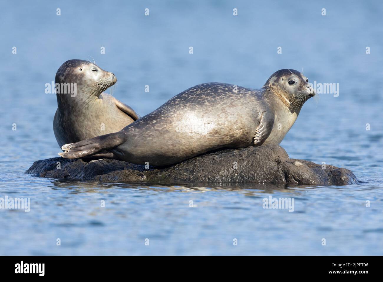 Harbour Seal (Phoca vitulina), adults resting on a rock, Southern region, Iceland Stock Photo