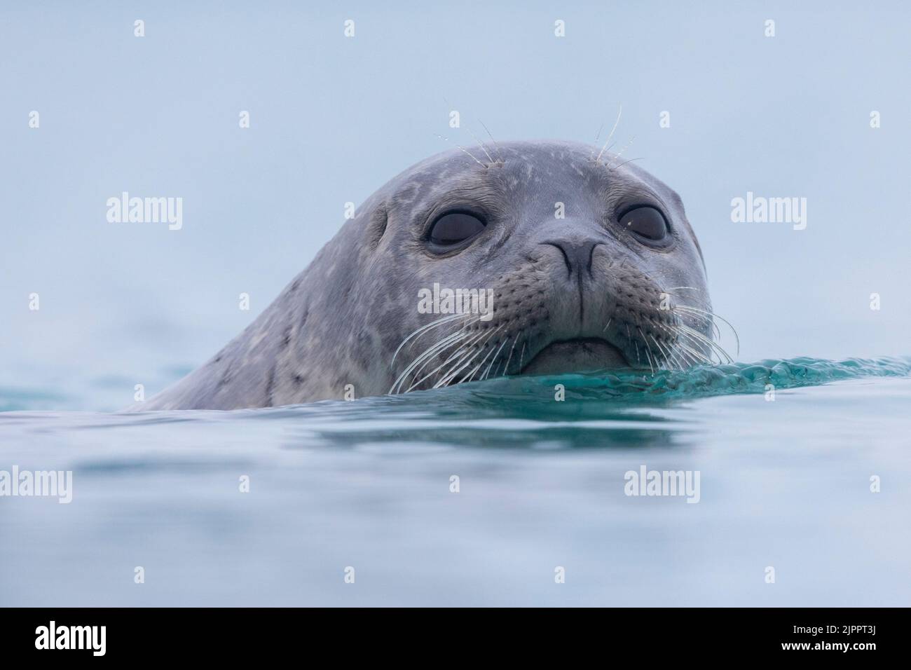 Harbour Seal (Phoca vitulina), close-up of an adult, Southern region, Iceland Stock Photo
