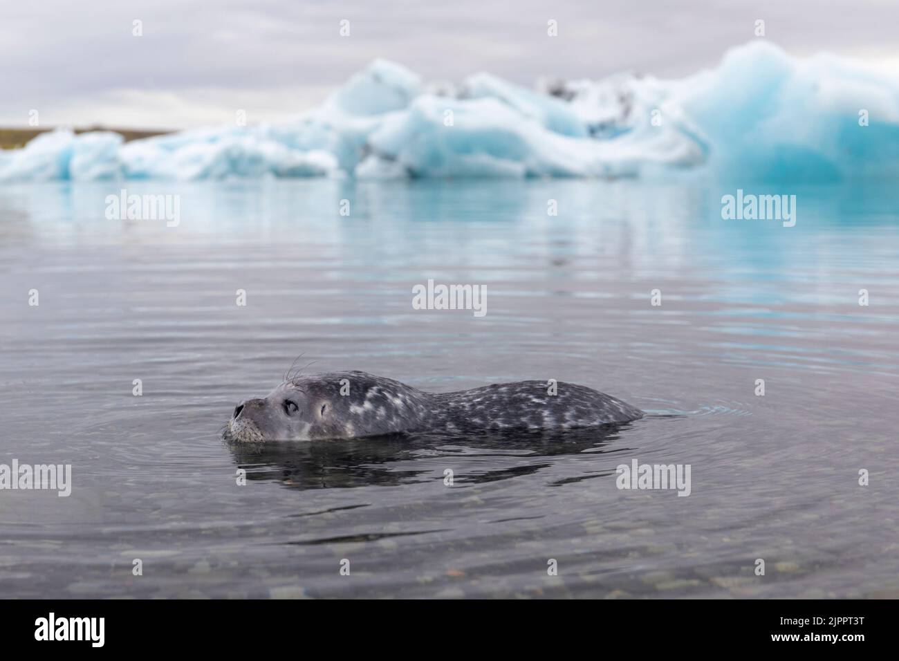 Harbour Seal (Phoca vitulina), pup in the shallow water with icebergs in the background, Southern region, Iceland Stock Photo