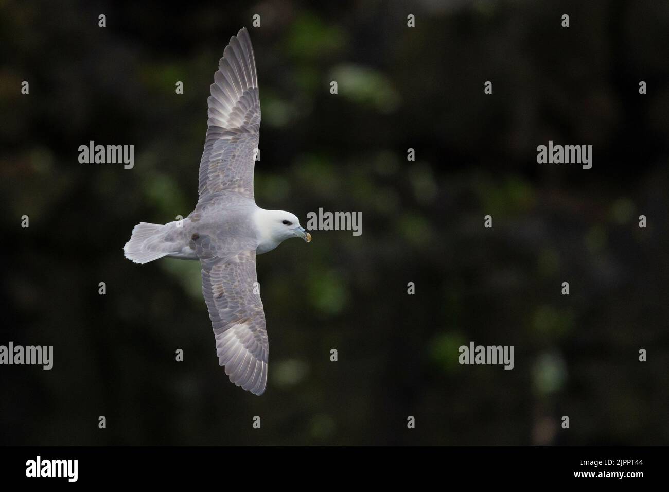 Northern Fulmar (Fulmarus glacialis), adult in flight seen from the above, Western Region, Iceland Stock Photo
