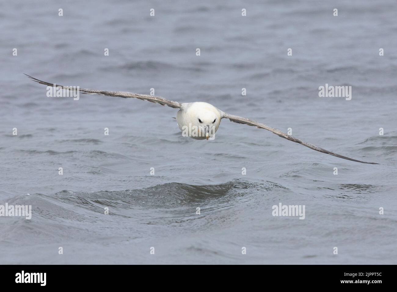 Northern Fulmar (Fulmarus glacialis), front view of an adult in flight, Western Region, Iceland Stock Photo