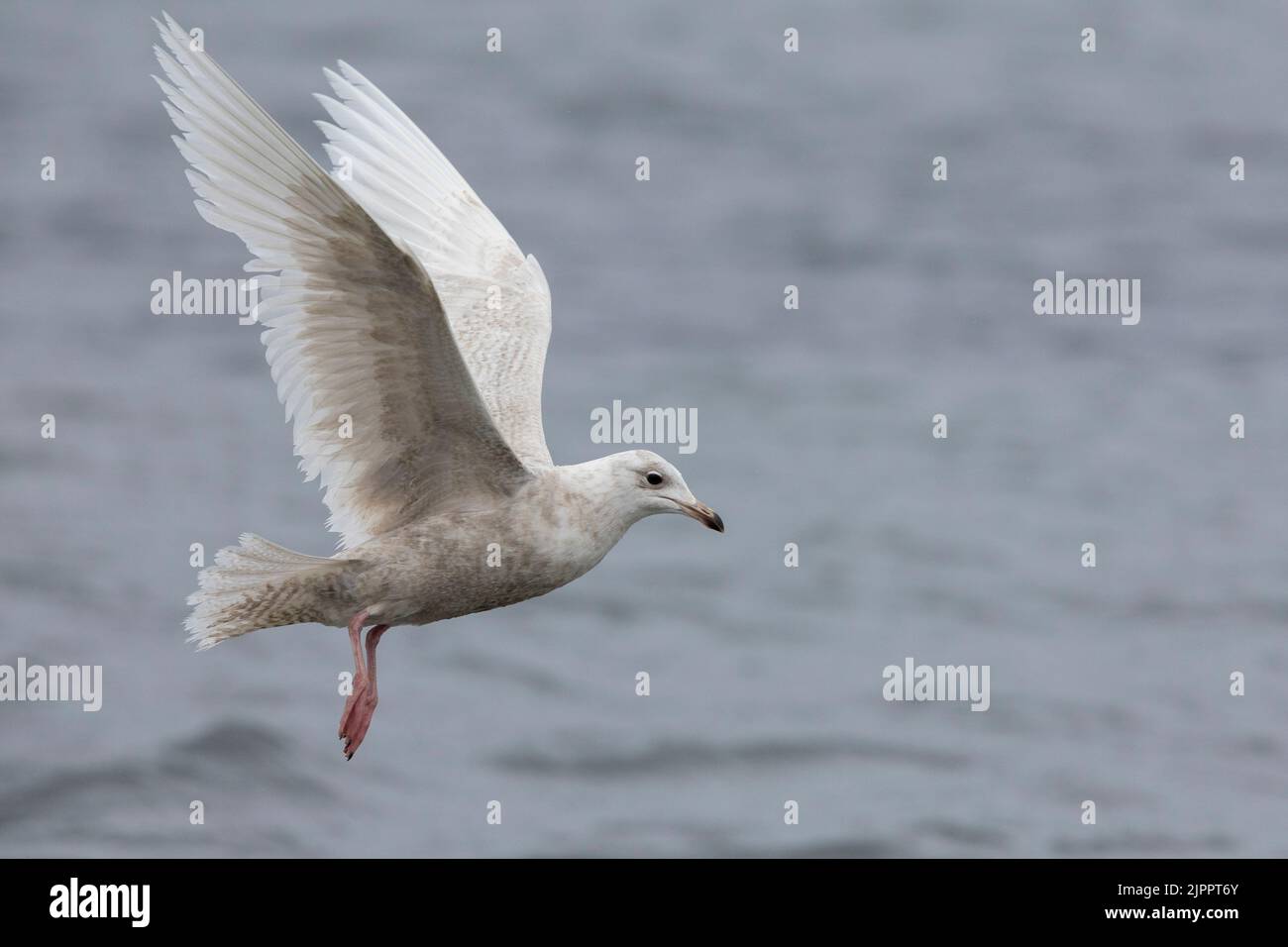 Iceland Gull (Larus glaucoides). side view of a juvenile in flight, Western Region, Iceland Stock Photo
