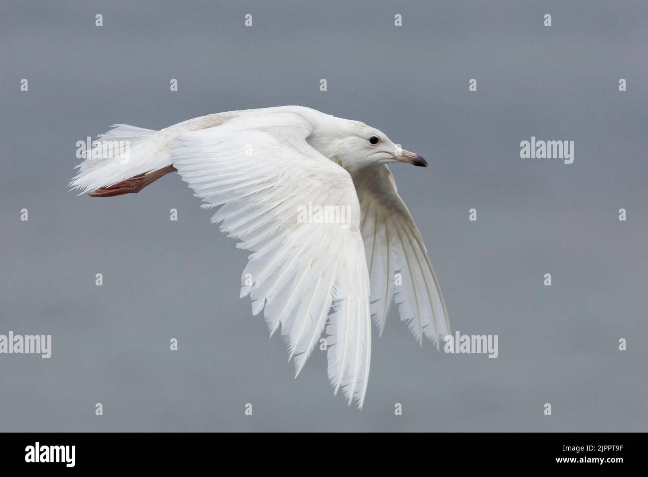 Iceland Gull (Larus glaucoides). side view of a juvenile in flight, Western Region, Iceland Stock Photo