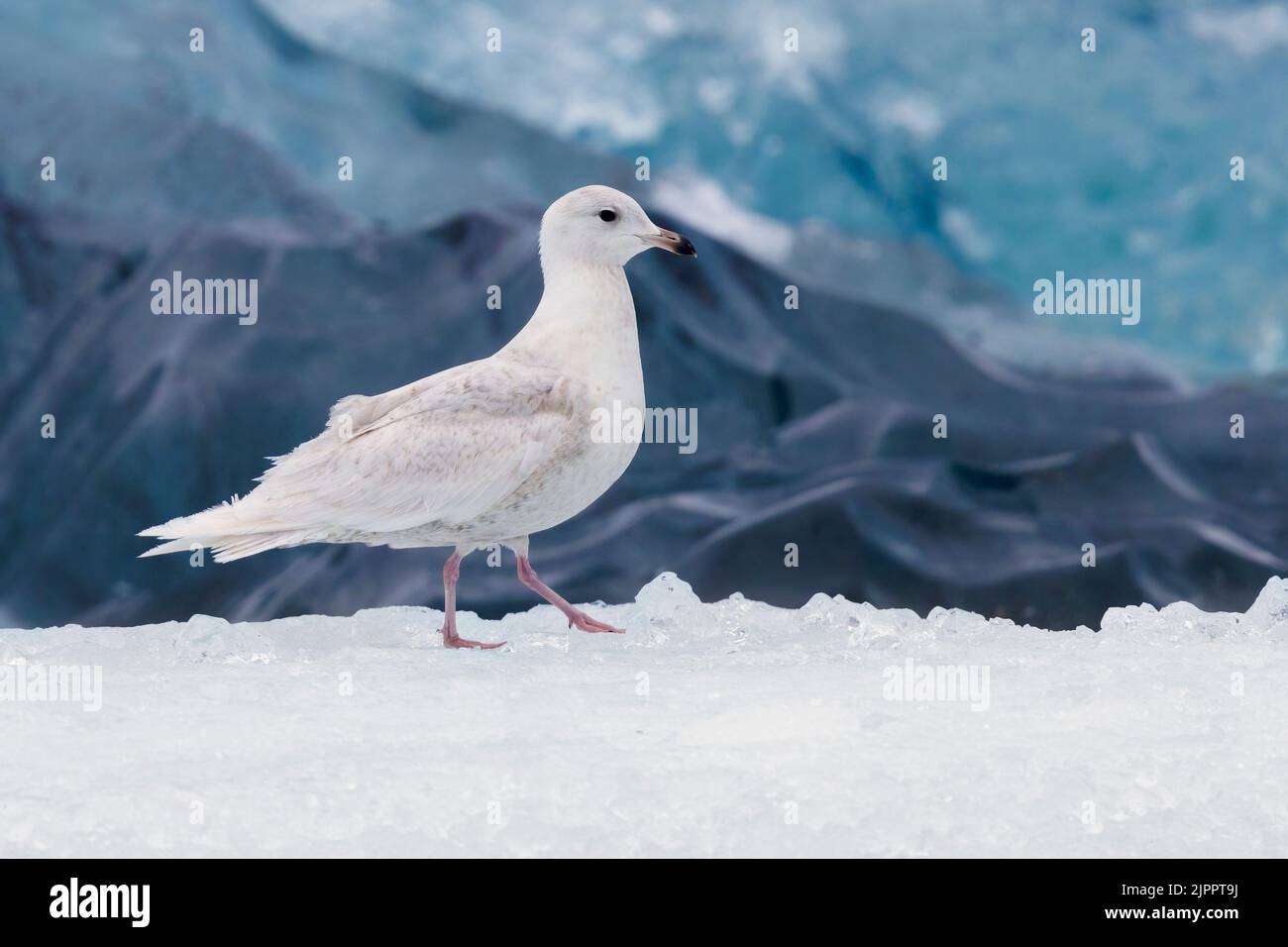 Iceland Gull (Larus glaucoides). side view of a juvenile standing on ice, Southern Region, Iceland Stock Photo