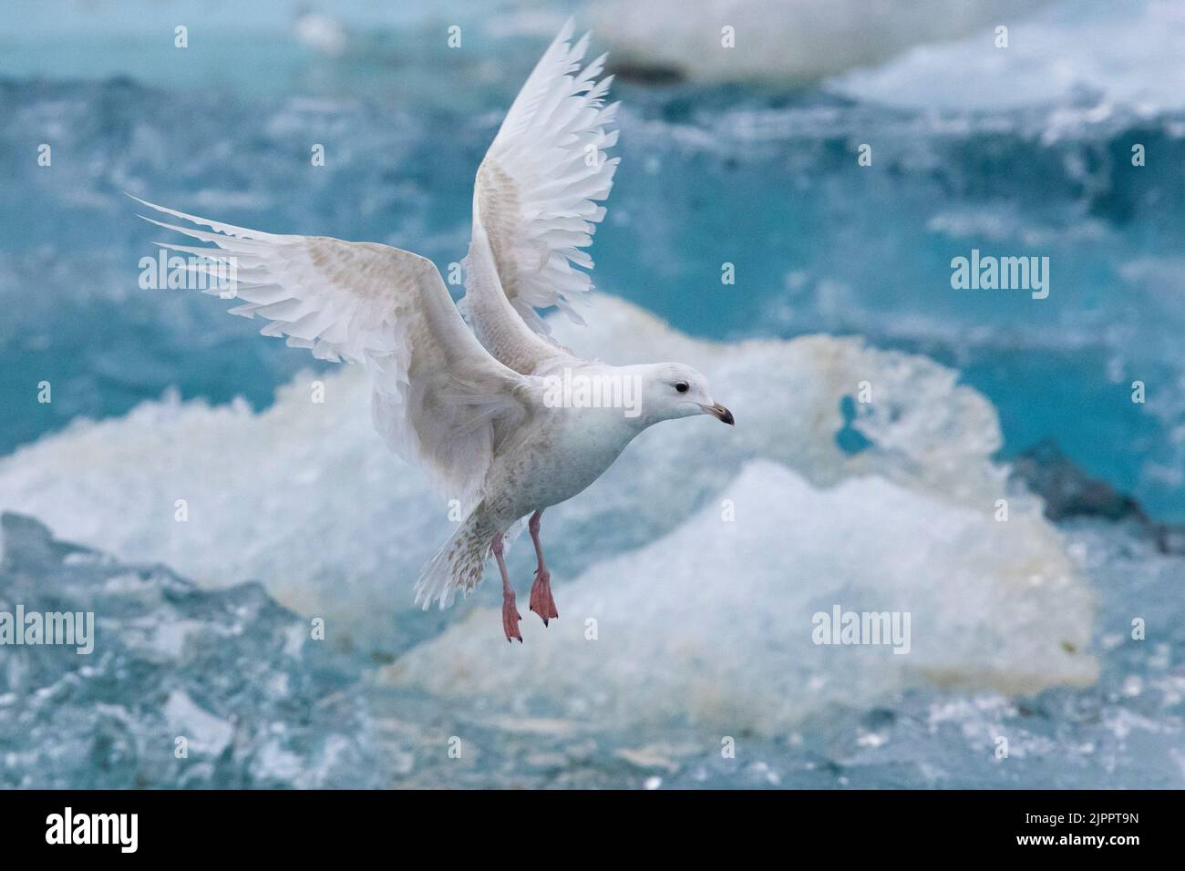Iceland Gull (Larus glaucoides). side view of a juvenile in flight, Southern Region, Iceland Stock Photo