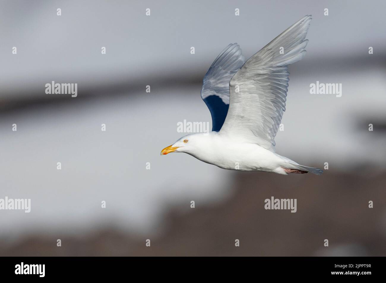 Glaucous Gull (Larus hyperboreus leuceretes), side view of an adult in flight, Western Region, Iceland Stock Photo