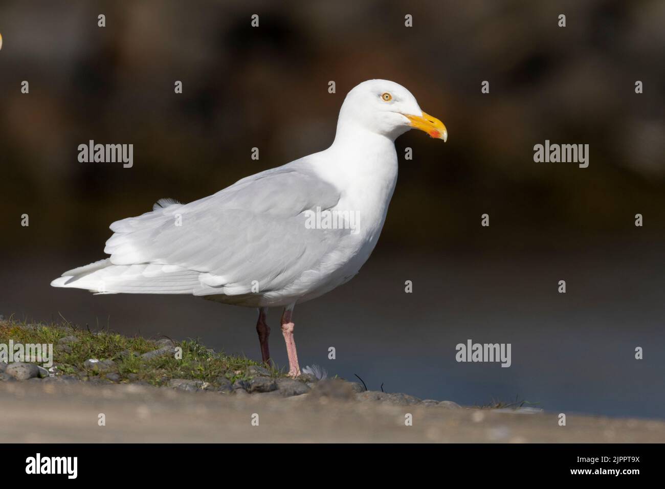Glaucous Gull (Larus hyperboreus leuceretes), side view of an adult standing on the ground, Western Region, Iceland Stock Photo
