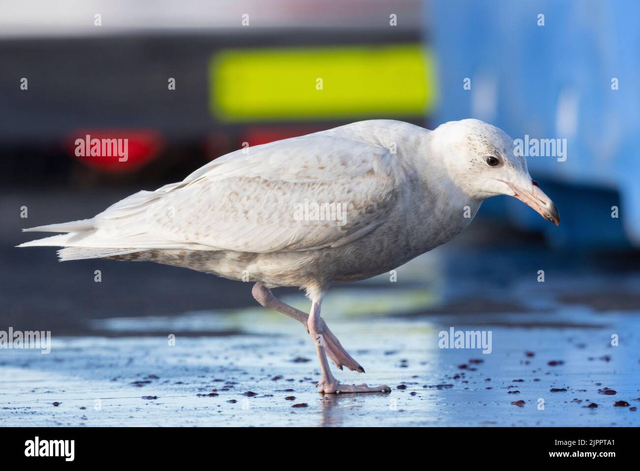 Glaucous Gull (Larus hyperboreus leuceretes), side view of a juvenile standing on the ground, Western Region, Iceland Stock Photo