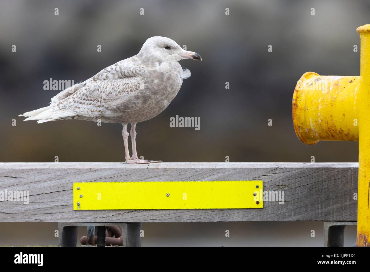 Glaucous Gull (Larus hyperboreus leuceretes), side view of a juvenile standing in a harbour, Western Region, Iceland Stock Photo