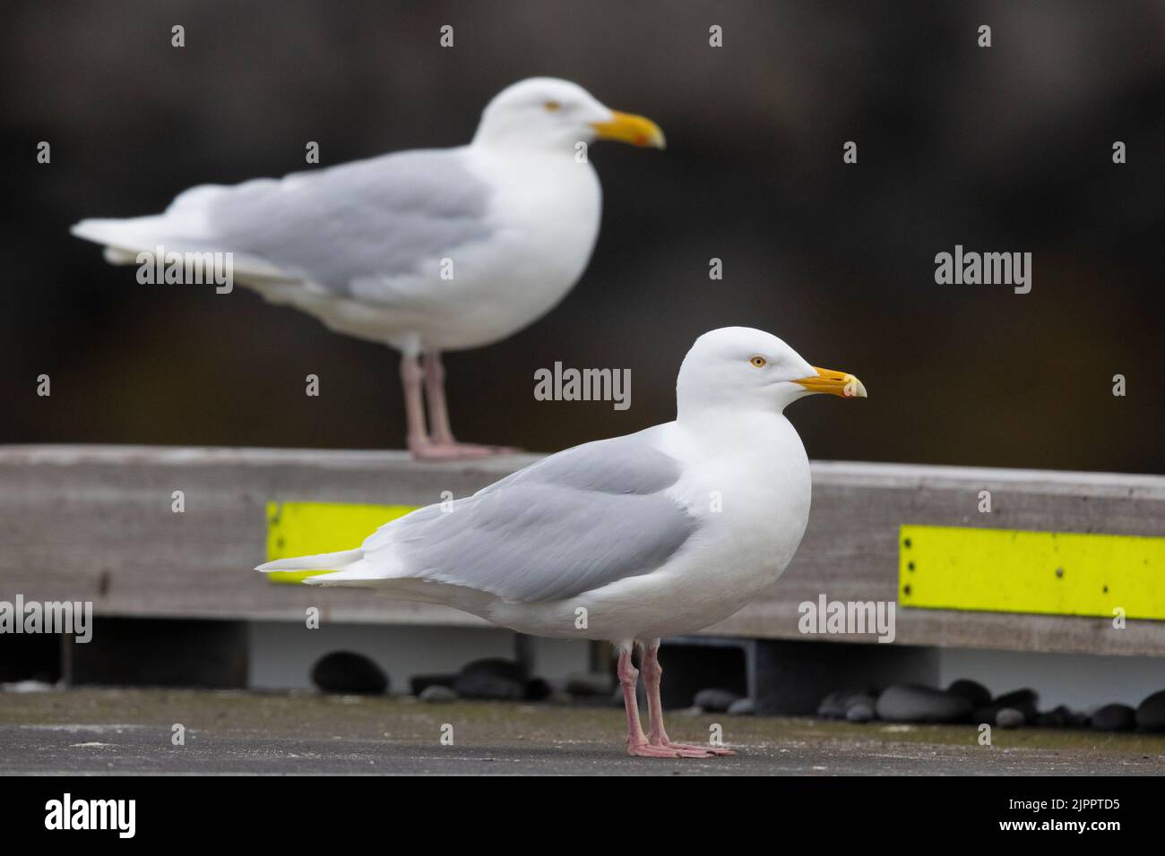 Glaucous Gull (Larus hyperboreus leuceretes), side view of two adults standing in a harbour, Western Region, Iceland Stock Photo