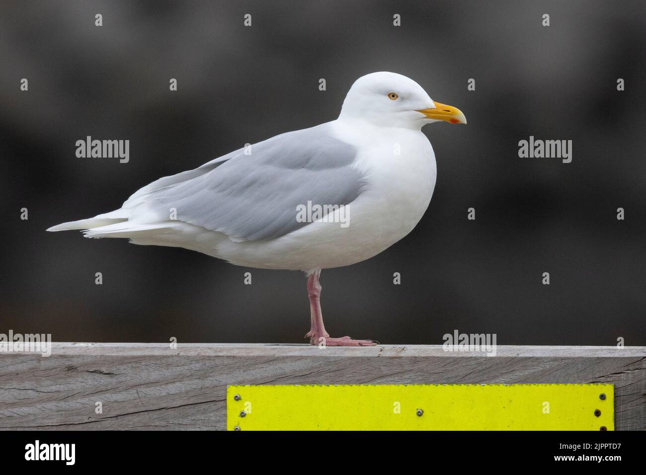 Glaucous Gull (Larus hyperboreus leuceretes), side view of an adult standing in a harbour, Western Region, Iceland Stock Photo