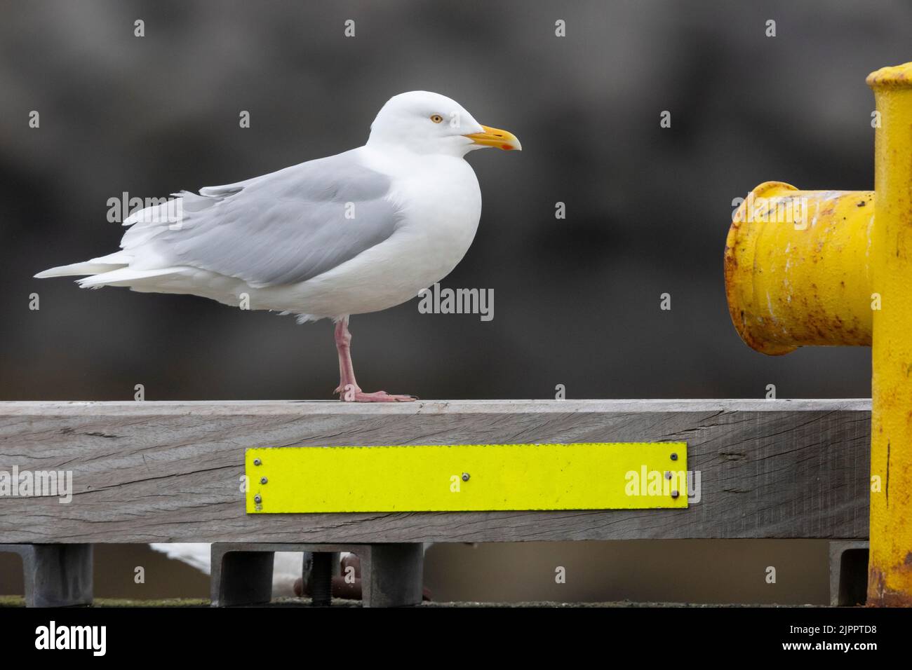 Glaucous Gull (Larus hyperboreus leuceretes), side view of an adult standing in a harbour, Western Region, Iceland Stock Photo