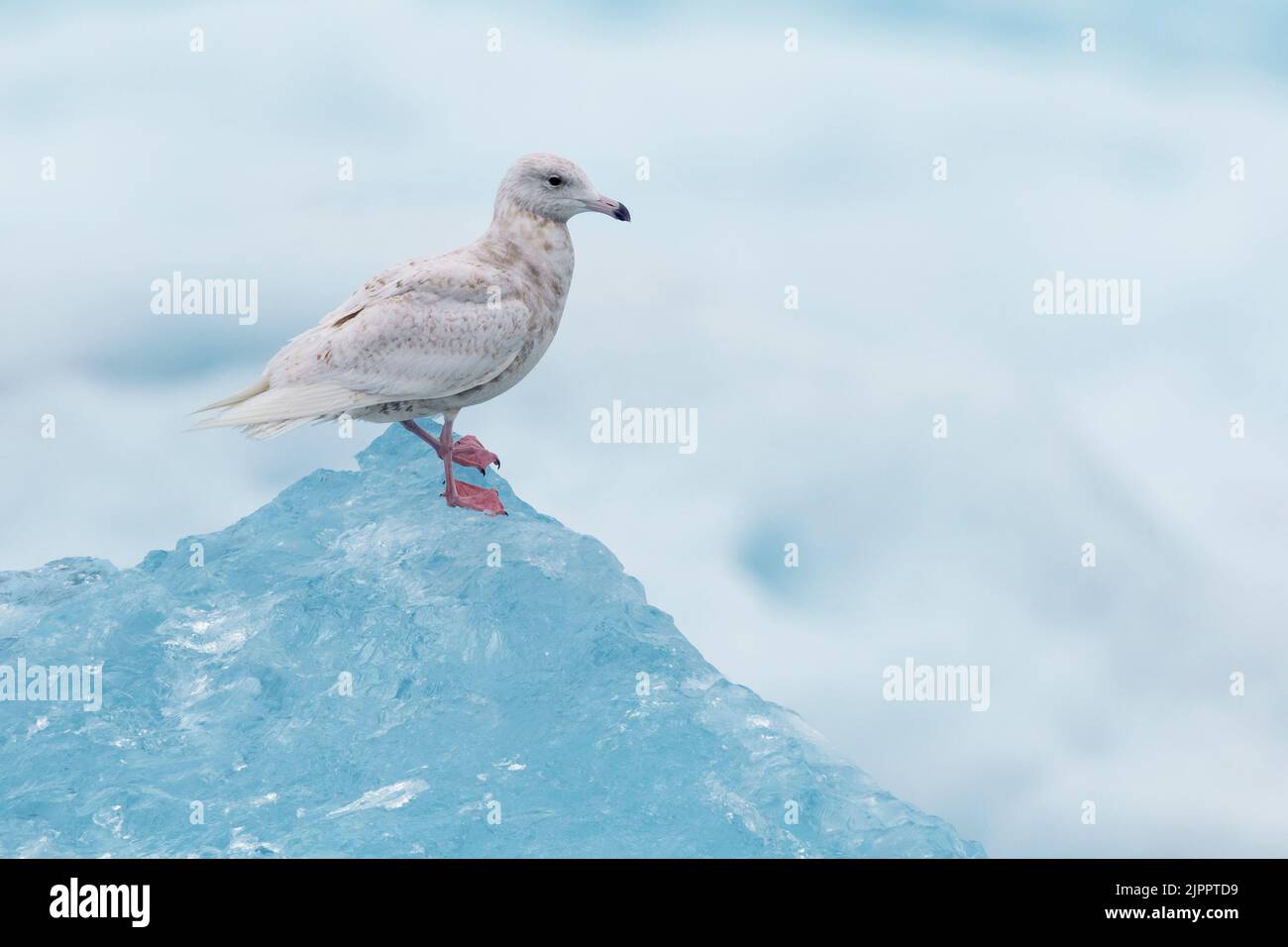 Glaucous Gull (Larus hyperboreus leuceretes), side view of a juvenile standing on an iceberg, Western Region, Iceland Stock Photo