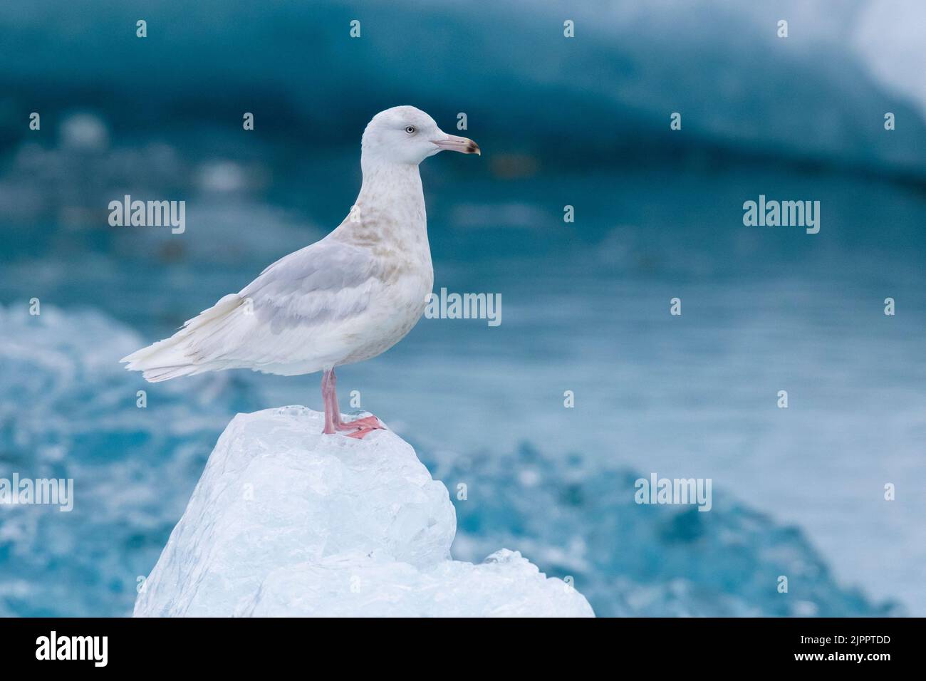 Glaucous Gull (Larus hyperboreus leuceretes), side view of an immature standing on an iceberg, Western Region, Iceland Stock Photo