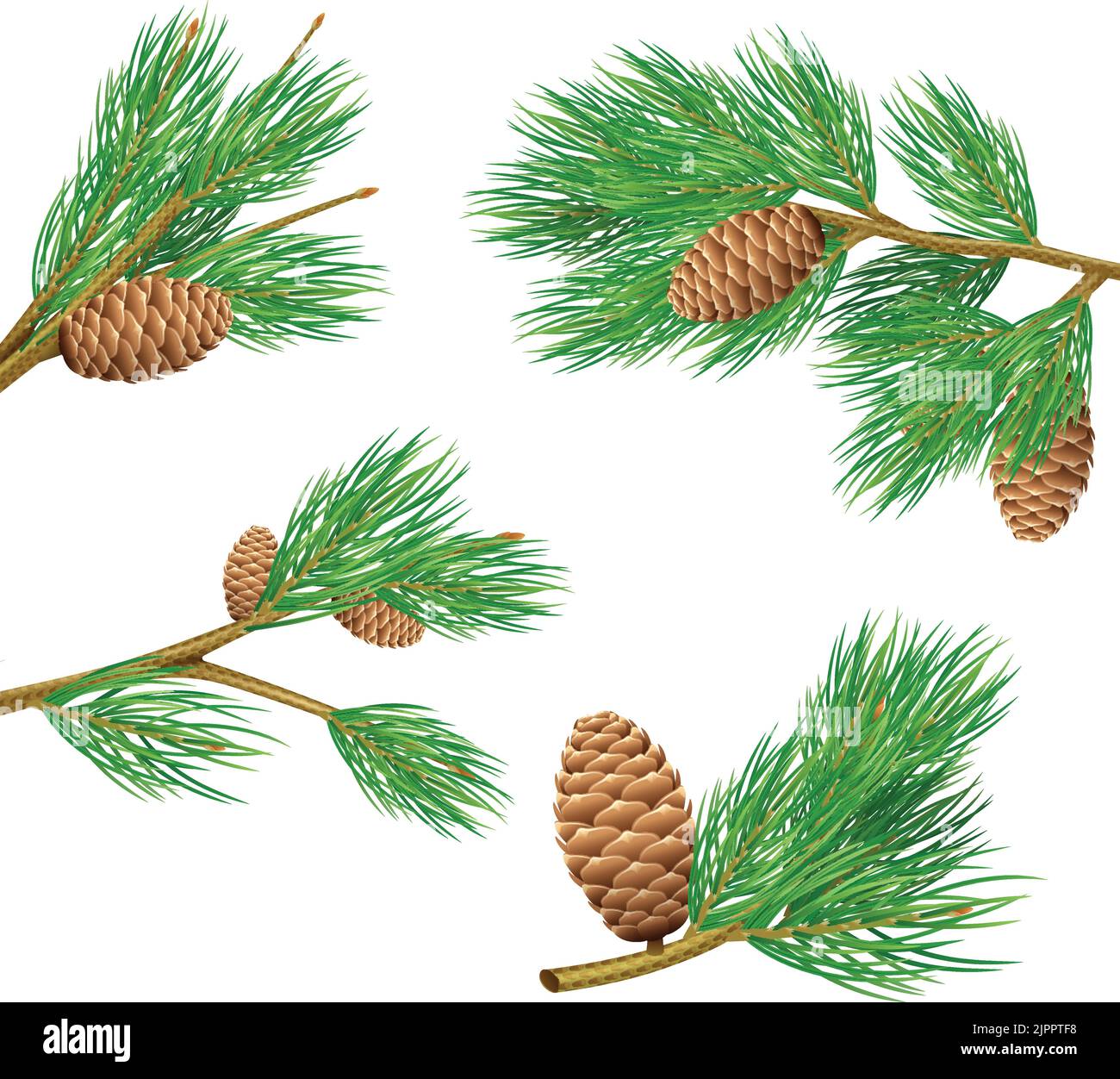 Green pine branches with cones realistic set for decoration isolated vector illustration Stock Vector