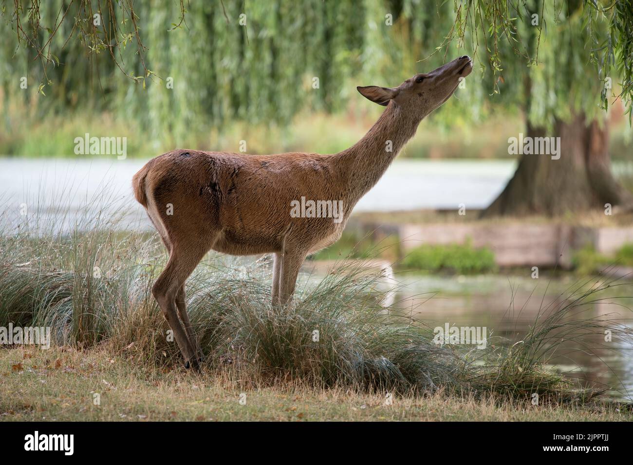 Deer feeding off overhanging willow tree Stock Photo